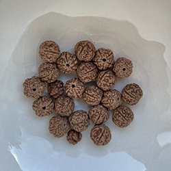 Roudraksha